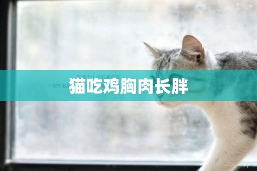 猫吃鸡胸肉长胖